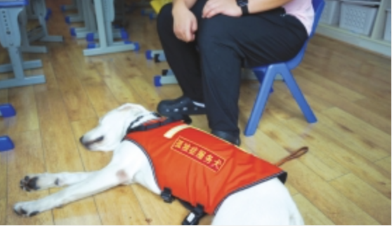 “汪汪队”来了“星星的孩子”不孤独