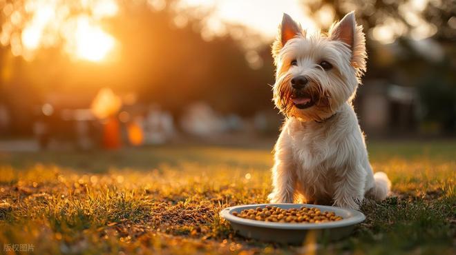 宠物数量首次超过4岁以下婴幼儿数量：这届年轻人怎么了？(图2)