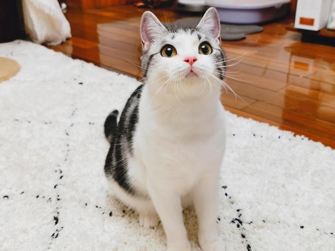 宠物数量首次超过4岁以下婴幼儿数量：这届年轻人怎么了？(图3)