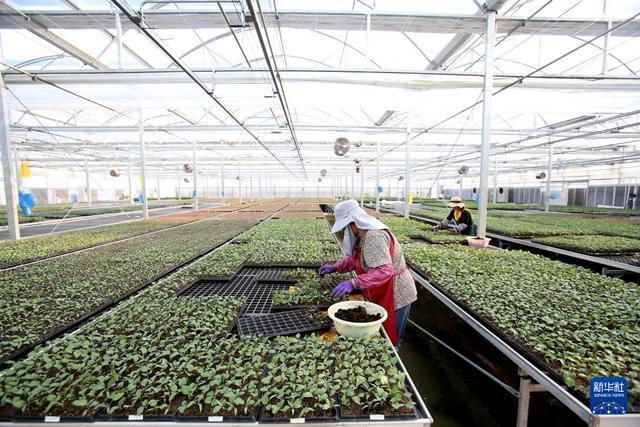 经济大省调研行丨浙江杭州：政企村农合力让农田“长”出新质生产力(图2)