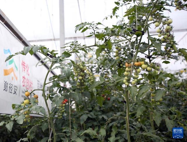 经济大省调研行丨浙江杭州：政企村农合力让农田“长”出新质生产力(图4)